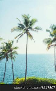 Coconut palms against the backdrop of sky and sea