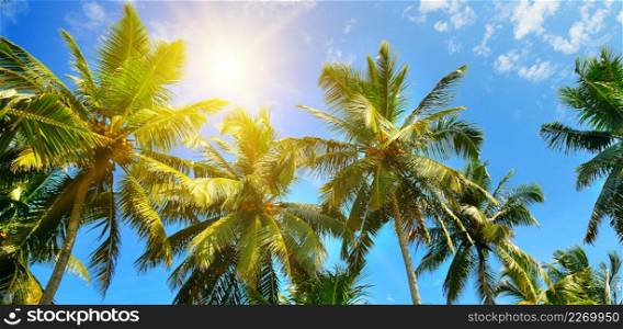 Coconut palms against the blue sky in the rays of the bright sun. Travel and vacation concept. Wide photo.