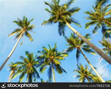 coconut palms and blue sky background, Thailand