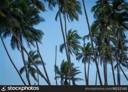 Coconut palms. Coconut palm trees and blue sky. Southern Province, Sri Lanka, Asia.