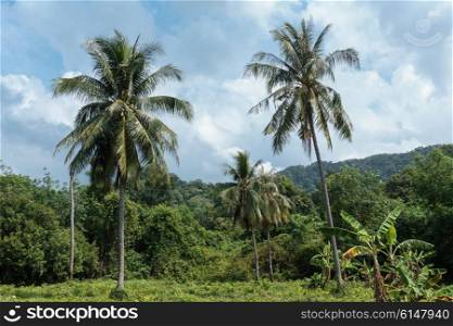 Coconut palms in the rainforest