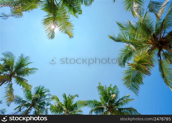 Coconut palms leafs frame over blue sky background with shining sun