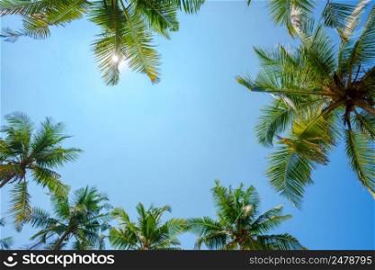 Coconut palms leafs frame over blue sky background with shining sun
