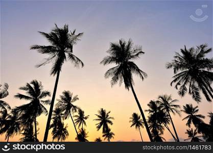 Coconut palms on sand beach in tropic on sunset.