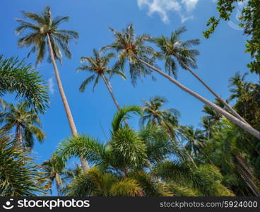 Coconut palms on the background of blue sky, view from below