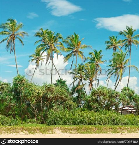 Coconut palms on the sandy shore