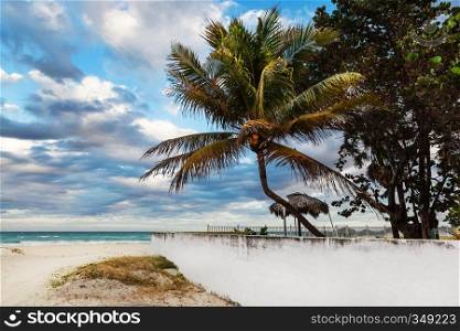 coconut palms on the sandy shore of the ocean