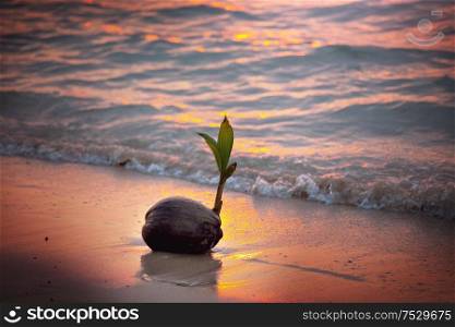 coconut sprout in sunset tropical beach