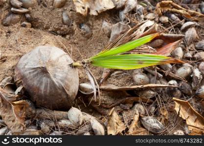 Coconut starting to sprout with green leaves on beach