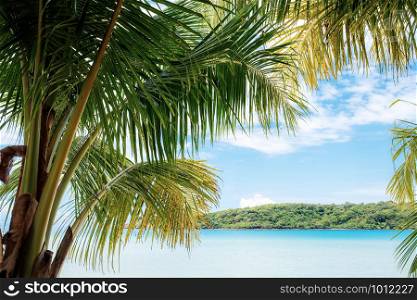 Coconut tree at sea with the blue sky in summer.