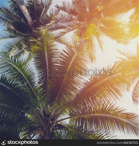 Coconut tree at tropical coast with vintage tone.