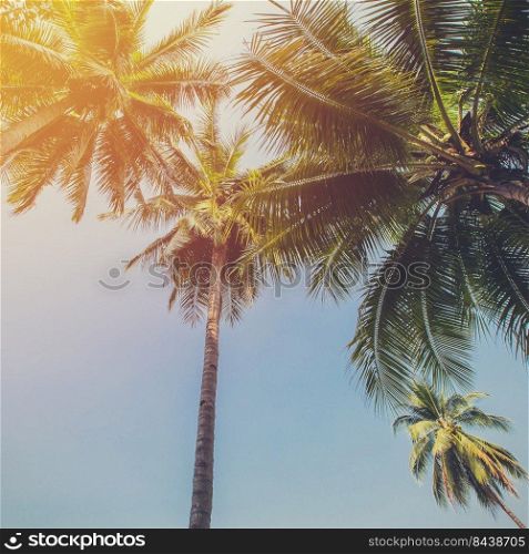 Coconut tree at tropical coast with vintage tone