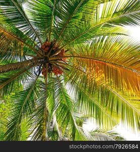 coconut tree background