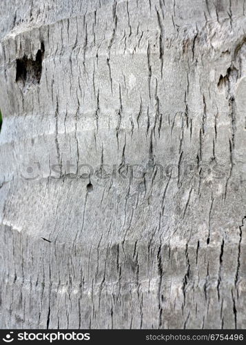 Coconut tree bark, textured. Closeup shot of a bark of coconut tree. Textured background.
