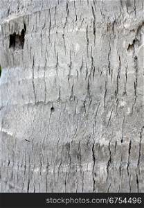 Coconut tree bark, textured. Closeup shot of a bark of coconut tree. Textured background.