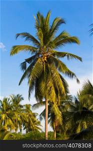 Coconut tree. Coconut Fruit on palm tree