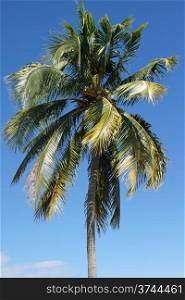Coconut tree, Guadeloupe, Caribbean