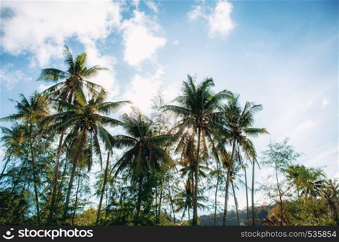 Coconut tree in farm with the blue sky at sunlight.