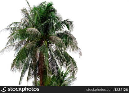 Coconut tree isolated on white background. Tropical palm tree attacked by coconut black-headed caterpillar. Coconut drying up due to Opisina arenosella infestation. Palm disease the problem of farmer.