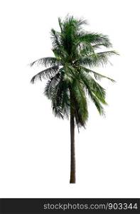Coconut tree isolated on white background, with clipping path.