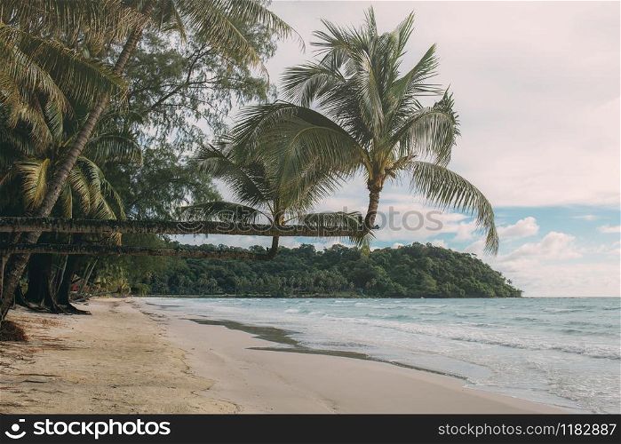 Coconut tree on beach at the sea with sunlight.