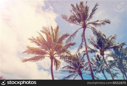coconut tree on beach, tree on beach, palm on beach, beach vintage, beach retro.