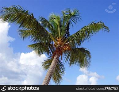 Coconut tree on caribbean beach, Dominican Republic