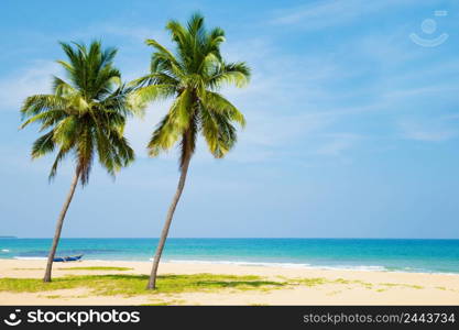 Coconut tree on the sky background