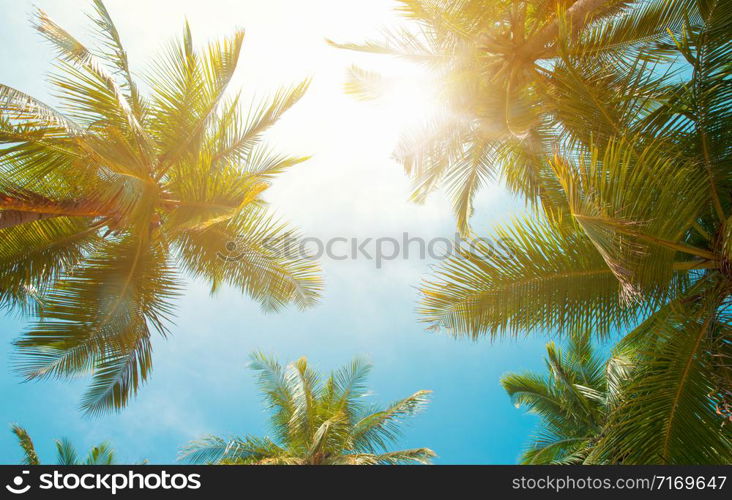 Coconut tree on the sky background