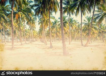 Coconut tree on the sky background - retro styled picture