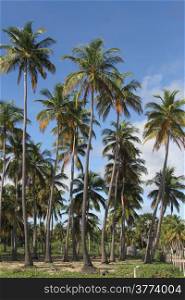 Coconut tree plantation on the Nilaveli beach, Sri Lanka