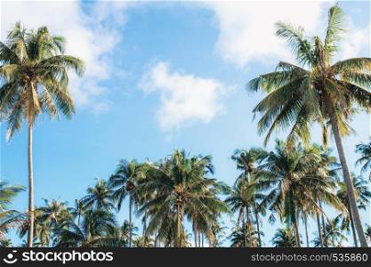 Coconut tree with beautiful at the sky in summer.
