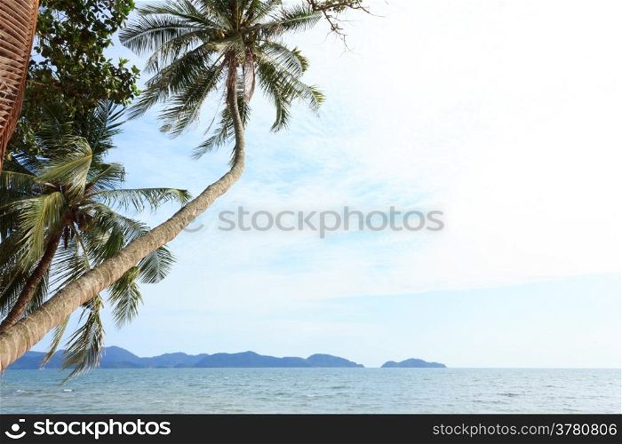 Coconut tree with blue sky and blue sky .