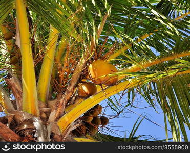 Coconut Tree With Golden Nuts,Close Up