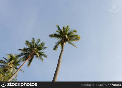 Coconut tree with the blue sky