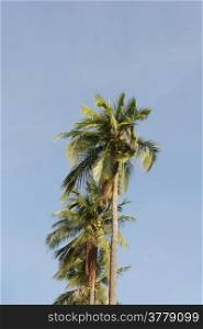 Coconut tree with the blue sky