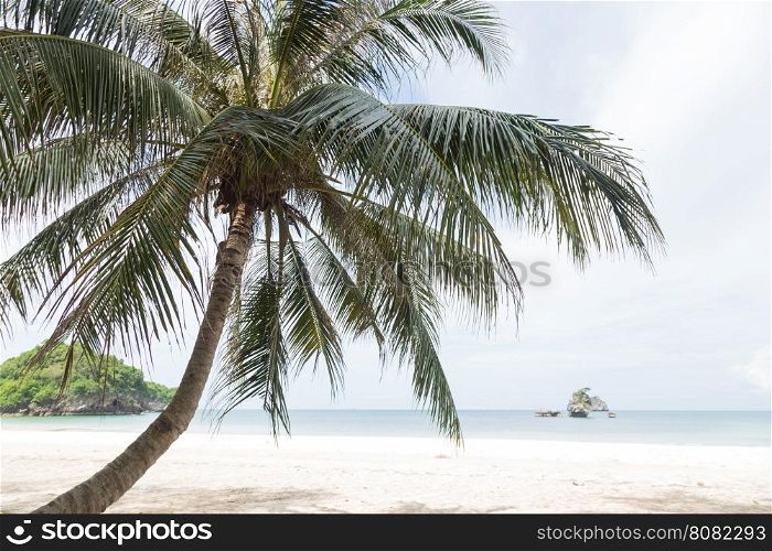 Coconut trees at the beach. Close to the sea shore.