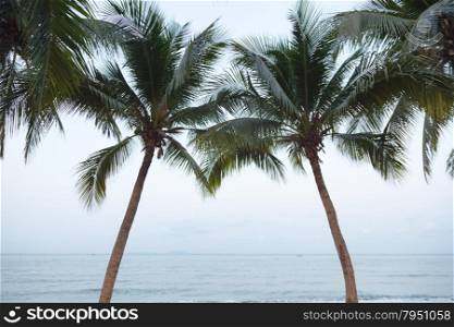 coconut trees in a row on the beach next to the sea. In the morning
