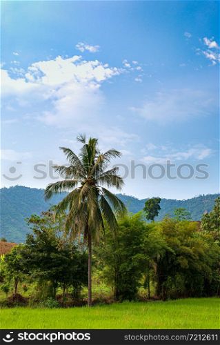 Coconut trees in the middle of the rice field, the sky is bright.