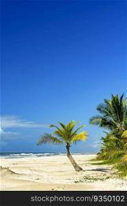 Coconut trees on the sand by the sea at the beautiful Sargi beach in Serra Grande on the coast of Bahia. Coconut trees on the sand by the sea at the beautiful Sargi beach