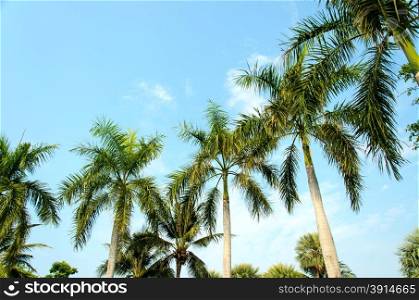 Coconut trees sky background