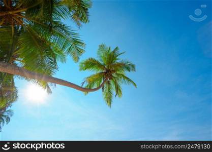 Coconut tropical palm tree with ripe coconuts hang over the beach at sunny clear summer day on tropical island with shining sun