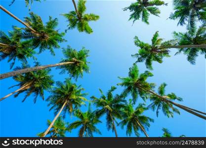 Coconut tropical palm trees crowns over clear shiny blue summer sky