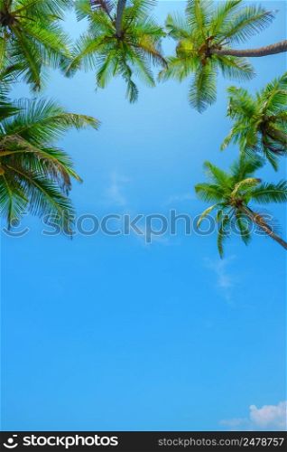 Coconut tropical palm trees vertical border with sky as copy space background