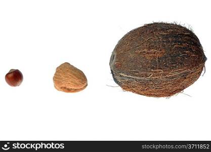 coconut,walnut, hazelnut on white