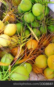 Coconuts fresh crop harvest green and yellow in Caribbean