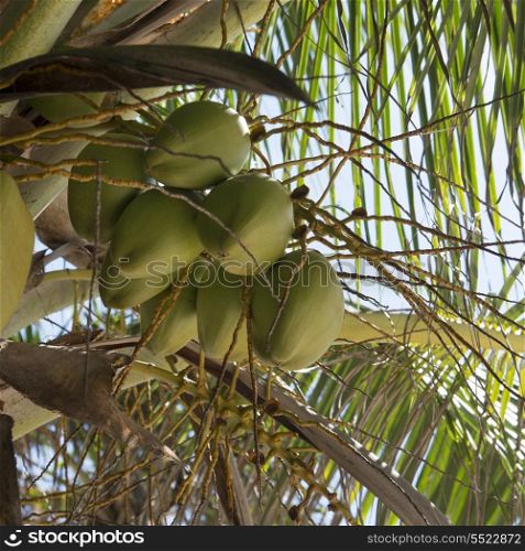 Coconuts growing on a tree, Bay Islands, Honduras