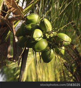 Coconuts growing on tree