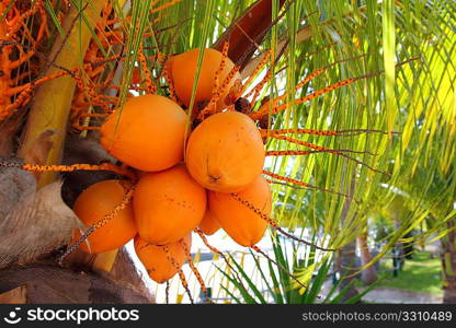 Coconuts in palm tree ripe yellow orange color fruit