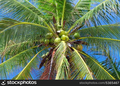 Coconuts on palm tree, closeup view&#xA;